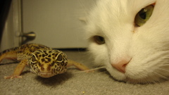 Cats geckos