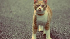 Cats glasses Kittens funny domestic cat