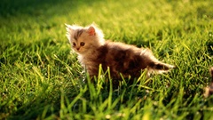 Cats grass outdoors Kittens