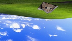 Cats grass window panes