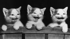Cats grayscale monochrome Kittens