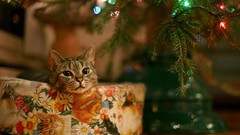 Cats Holidays Christmas christmas tree pets Christmas Lights