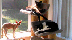 Cats home zoo private