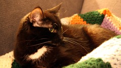 Cats katze black cat