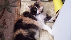 Cats kayleigh kitten katze