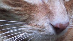 Cats kitten chat katze