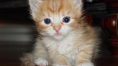 Cats Kittens animal