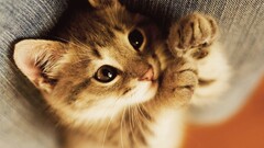 cats Kittens baby animals Animals animal eyes Mammals