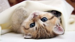 Cats Kittens blanket lying down