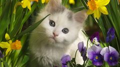 Cats Kittens daffodils pansies