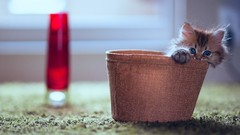 Cats Kittens houses ben torode