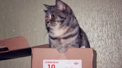 Cats Kittens soccer nyan QR umbro