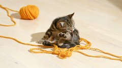 Cats Kittens yarn