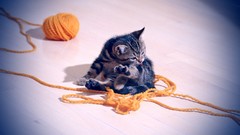 Cats Kittens yarn