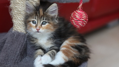 Cats Kittens yarn animal