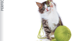 Cats Kittens yarn playing