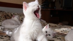 Cats Kittens yawns domestic