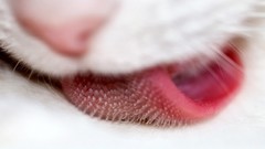 Cats licking tongue