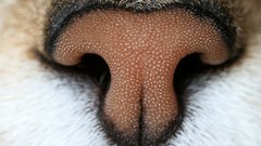 Cats macro Noses