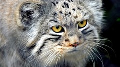 Cats manul