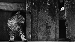 Cats mice grayscale Pedro Luis Raota