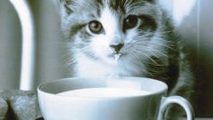 Cats milk Kittens