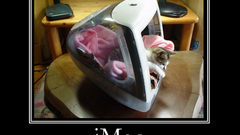 Cats motivational posters