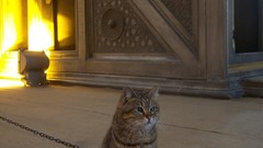 Cats Museum Turkey Istanbul History buildings historic Hagia 