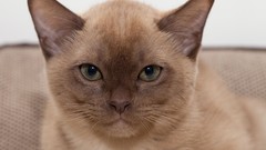 Cats muzzle pets portraits Burmanskaya cat