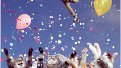 Cats party party cat