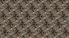 Cats patterns stereogram Photo