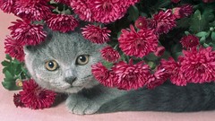 Cats Persian pink flowers