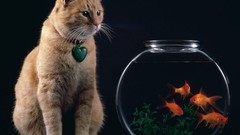 Cats pets fish bowls
