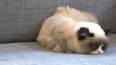 Cats pets grumpy cat