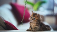 Cats playing ben torode baby animals