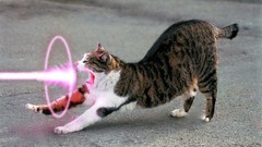 Cats purple Lasers