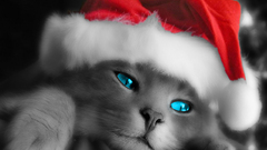 Cats santa claus