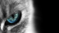 Cats siamese blue eyes Cat eye