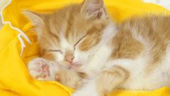 Cats sleeping Kittens