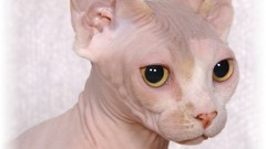 Cats sphynx