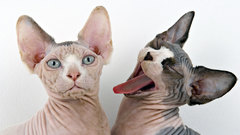 Cats sphynx