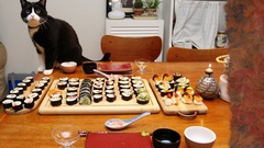 Cats sushi