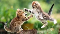 Cats sweets (candies)