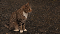 Cats tabby cat animal