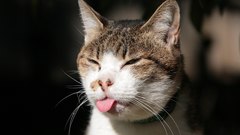 Cats tongue