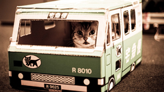 Cats toys (children) bus