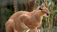 Cats Washington zoo National caracal