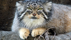 Cats wildcat manul