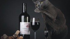 Cats wine cork stoppers