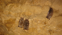 Cave bat cling